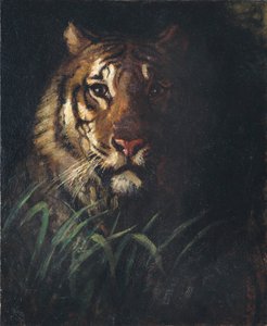 タイガーズ・ヘッド 作： Abbott Handerson Thayer