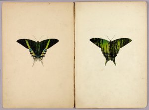 ウラニアガ、書籍『動物界における保護色』のための習作フォルダー 作： アボット・ハンダーソン・セイヤー