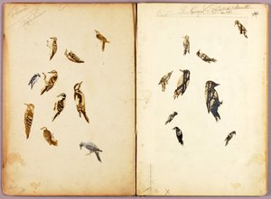 キツツキ、書籍『動物界における隠蔽色』のための習作フォルダー 作： アボット・ハンダーソン・セイヤー