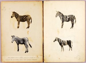 シマウマ、『動物界の色彩を隠す』の学習用フォルダ