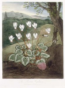 ロバート・ソーントンの「The Temple of Flora」（1804年）に掲載されたペルシャ・シクラメンの彫刻。1804年（カラーリトグラフ）。 作： Abraham (after) Pether