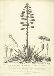 開花したアメリカンアロエ、1757年 クルシウスのアメリカのアロエ、またはリンネのリュウゼツラン (...) 1757 年の夏に咲いた Jac: Schuurmans Stkehooven、ライデンの花屋 (オブジェクトのタイトル) 作： Abraham Delfos