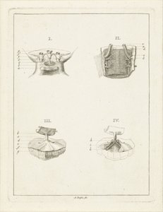 植物の断面 作： Abraham Delfos