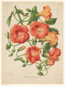 ビグノニア Tecoma (bignonia) grandiflora (オブジェクトのタイトル)