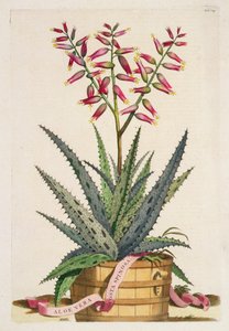 アロエ・ヴェラ・コスタ・スピノーサ（1702年発行の「Phytographia Curiosa」より）（彩色済み版画 作： Abraham Munting