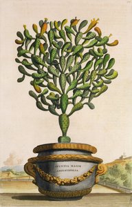 Phytographia CuriosaのOpuntia Maior Augustifoliaが1702年に公開