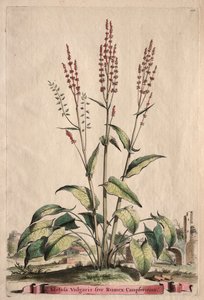 Phytographia Curiosa：尋常性アセトバは、Rumex Canpferinusに属します。 作： Abraham Munting