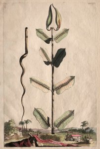 興味深い植物学: バージニア アポシナム 作： Abraham Munting