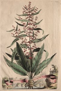 好奇心旺盛なフィトグラフィア：イギリスの古代の真実。 作： Abraham Munting