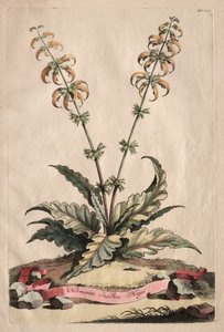 Phytographia Curiosa: 主要なインド ホルミナム