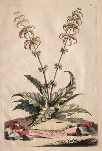 Phytographia Curiosa：Horminum Indicum Majus。