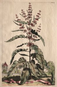 興味深い植物学: Lapathum Longifolium Curlum 作： Abraham Munting