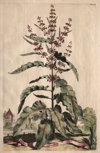 Phytographia Curiosa：Lapathum Longifolium Crispum。 作： Abraham Munting