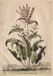 Phytographia好奇心が強い、Lapathum Officin Antiquorum。 作： Abraham Munting