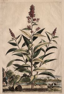 Phytographia curious：Spiraea Memoirs。
