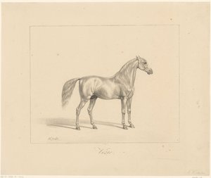 アラビア種牡馬 Vézir (オブジェクトのタイトル) 作： Abraham Vinkeles