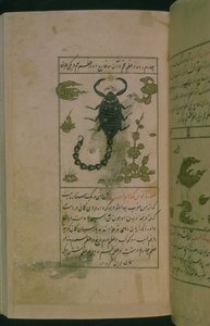 星座：蠍座、サソリ、Talim dar marifat i taqvuim、1498（903 Hijra）（インク） 作： Abu Jafar al Tabari