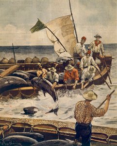サルデーニャ島ピアナでのクロマグロ漁、Achille Beltrame（1871-1945）によるもの、1900年6月30日のLa Domenica del Corriereより。 作： Achille Beltrame