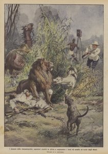 映画のドラマ、ライオンを驚かせて攻撃するためにアフリカに行ったオペレーター？ 作： Achille Beltrame