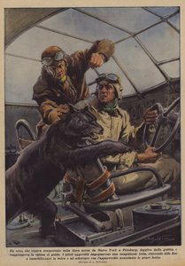 クマはニューヨークからピッツバーグにケージから逃げましたか？ 作： Achille Beltrame