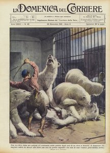 ジェノヴァのサーカスのクマの檻の中で解き放たれたら嫉妬の恐ろしい戦い 作： Achille Beltrame