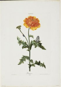 Papauer I. 106. Horphes Nitidissimisからのモーフィアス、1773年（手描きの彫刻）