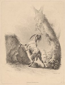 風景の中のヤギ 作： Adam von Bartsch