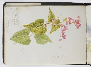 水彩画のスケッチブック、ドローイングとノート、メキシコ,1896-1898（水彩画 作： Adela Breton
