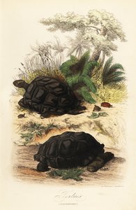 アルダブラゾウガメ、Aldabrachelys gigantea、脆弱 作： Adolph (after) Fries