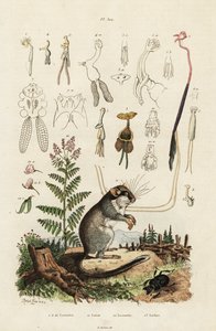 ヤマネ、カイアシ類、カブトムシ。 ,1834-1839 (彫刻) 作： Adolph (after) Fries