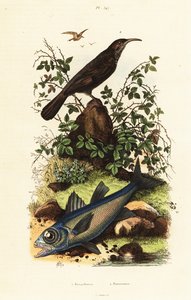 灰色の戴冠させたバブラーと黒の枢機卿の魚。 作： Adolph (after) Fries