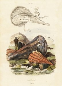 ペンシェルまたはファンムール貝。 ,1834-1839 (彫刻) 作： Adolph (after) Fries
