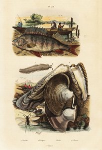 パーチ、アコヤガイ、ベルベット ワーム、クサカゲロウ、1834-1839 年 (彫刻) 作： Adolph (after) Fries