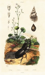 カブトムシ、カタツムリ、ユキノシタ。