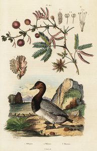 シージンジャー、ハシボソ、センシティブな植物。 ,1834-1839 (彫刻) 作： Adolph (after) Fries