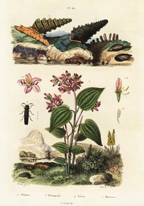 トランペットのカタツムリ、兵士のカブトムシ、クリデミア、1834-1839 (彫刻) 作： Adolph (after) Fries