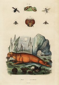 セイウチとハエ。 ,1834-1839 (彫刻) 作： Adolph (after) Fries