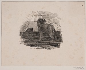 プードル犬