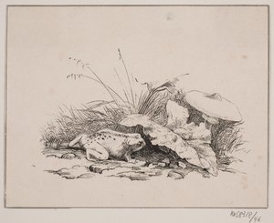 ヒキガエル 作： Johan Adolph Kittendorff