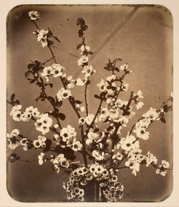 花の静物