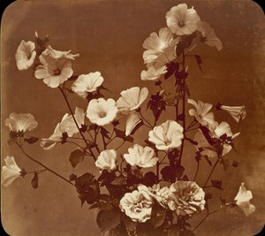[花の研究、ムクゲのバラ]、約。 1854年。