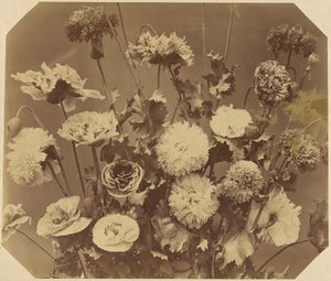 [花] 作： Adolphe Braun