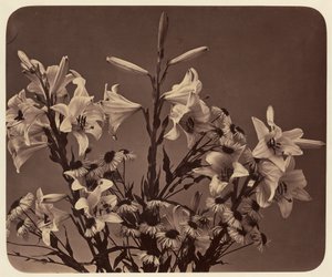 [花] 作： Adolphe Braun
