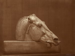 [パルテノン神殿のペディメントに描かれた馬の頭部、大英博物館所蔵] 作： Adolphe Braun