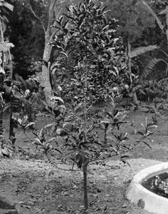 コーヒーの木、ジャマイカ、c1905。 作： Adolphe Duperly and Son