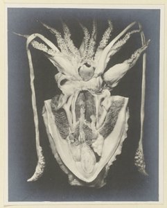 イカの解剖学 Anatomy de la Seiche (オブジェクトのタイトル) 作： Adolphe Louis Donnadieu
