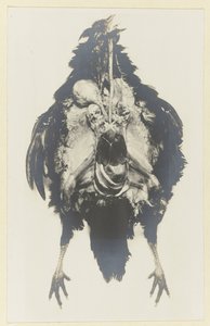 ニワトリの解剖学 プールの解剖学 作： Adolphe Louis Donnadieu