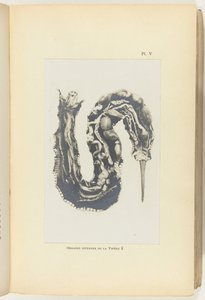 内臓をむき出しにしたマムシを切り開く Organes internes de la Vipère (オブジェクトのタイトル) 作： Adolphe Louis Donnadieu