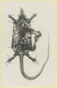 緑のトカゲを切り開き、内臓をむき出しにする Organes internes du Lezard vert 作： Adolphe Louis Donnadieu