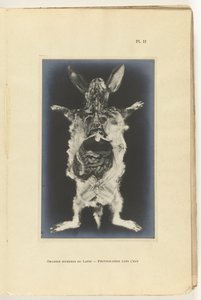 内臓をむき出しにして切り開いたウサギ Organes internes du lapin - Photography dans l